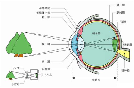 眼球水平断面図